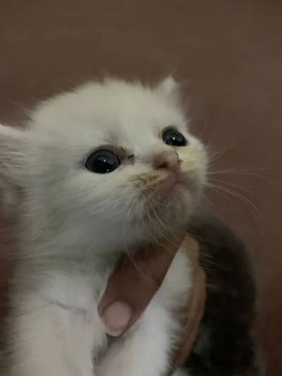 Baby kittens urgent sale