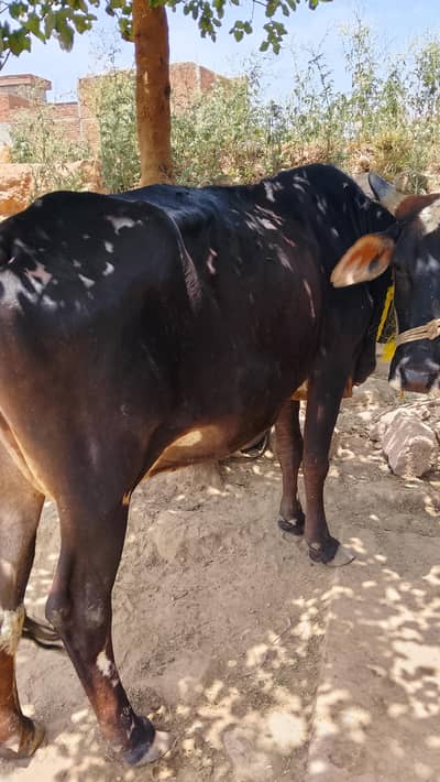 cow for sale. . phone number 03275655361