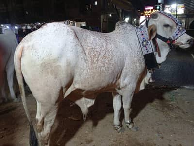 Qurabani cows  Cows | Bull | Qurbani 2026 |