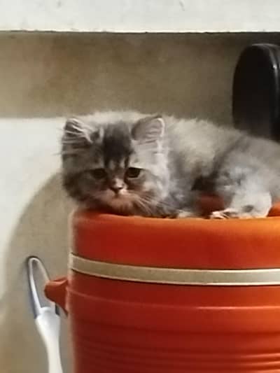 lovely and so much adorable.