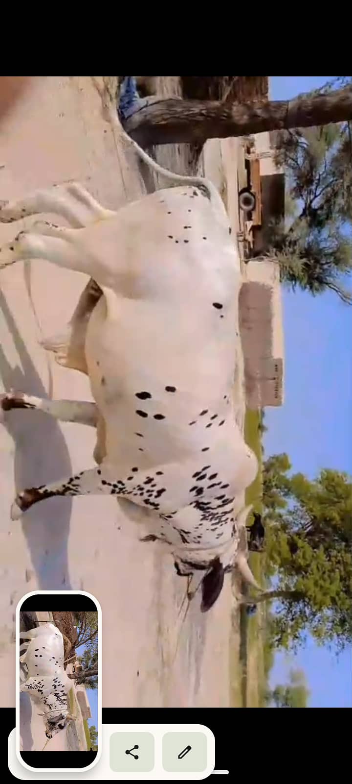 Wachaa 2