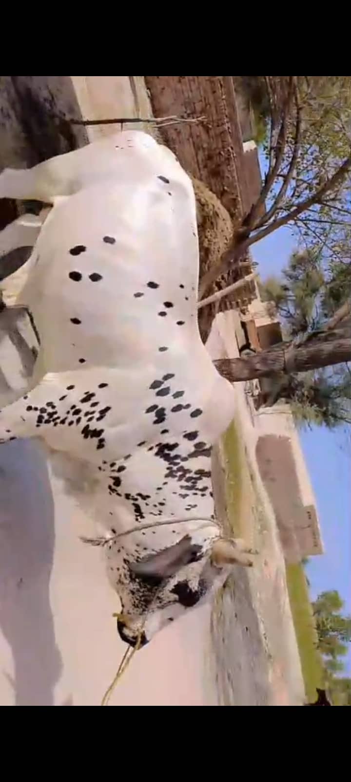 Wachaa 3
