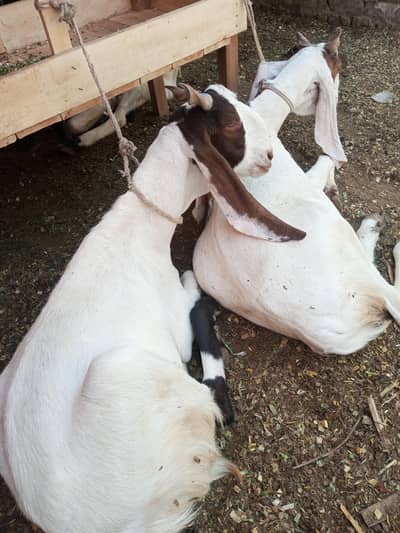 Bakra for sale 2 Dheel Qurbani k liye best