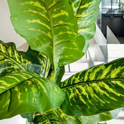 deferent artificial flowers plant pot for sale urgent