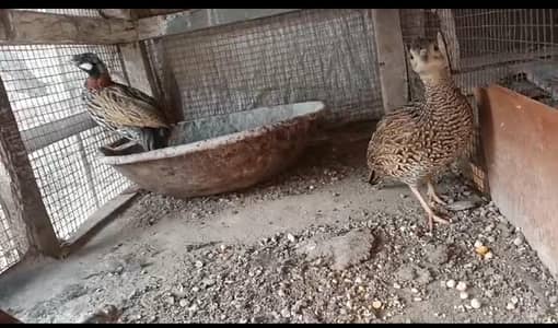 chicken available