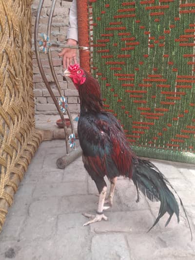 murga
