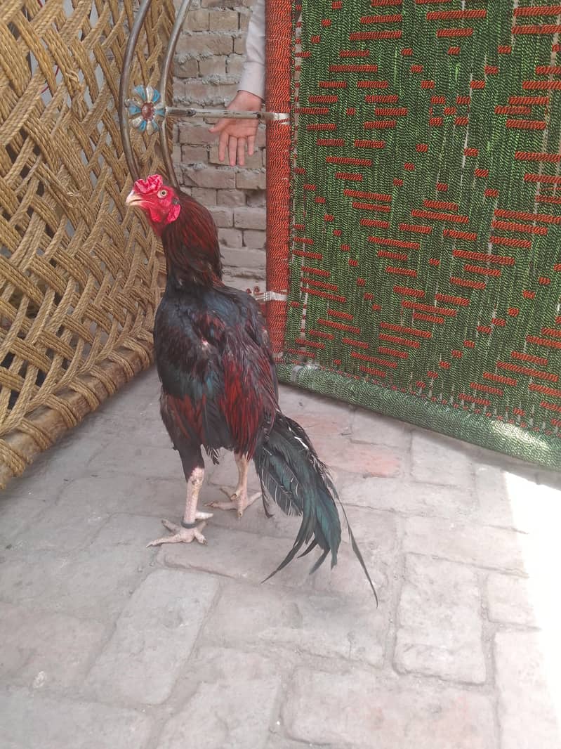 murga 1