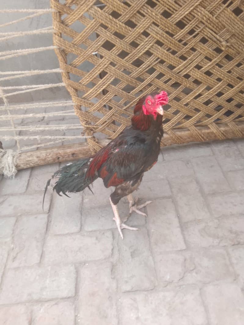 murga 2