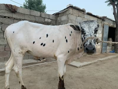 Bulls/bell/bachra/bacha/ for sale contact WhatsApp