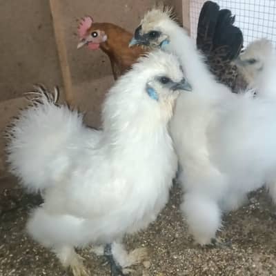 Ready to breed pair