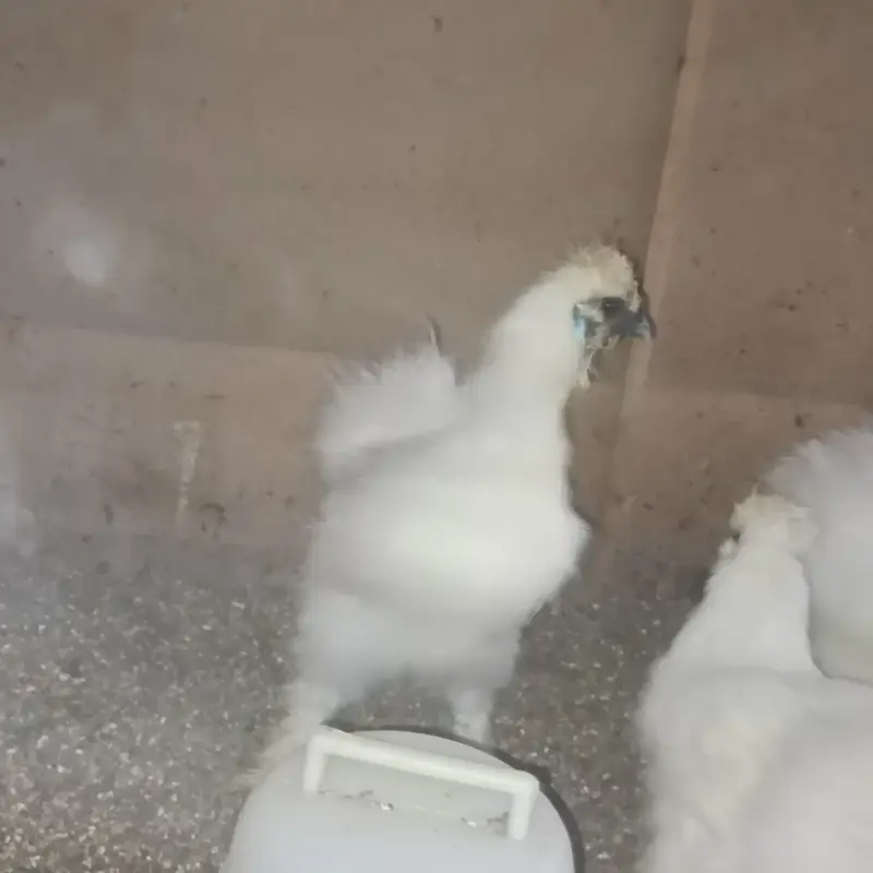 Ready to breed pair trio — photo 2