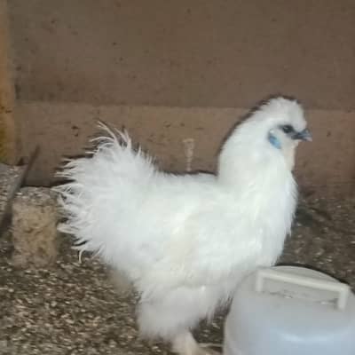 Silkie males. 2 age 8 months