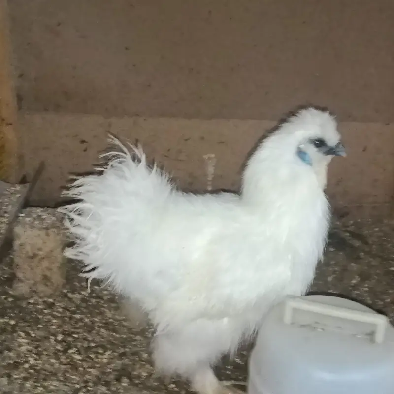 Ready to breed pair trio — photo 3