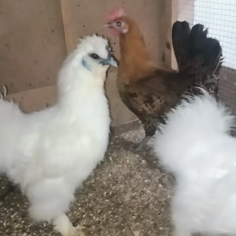 Ready to breed pair trio — photo 4