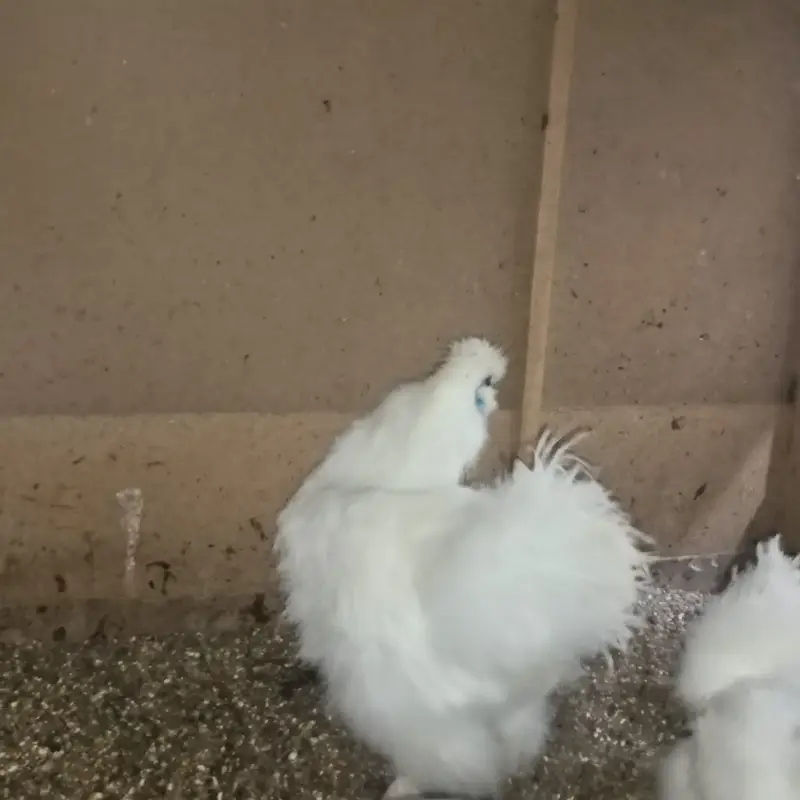Ready to breed pair trio — photo 5