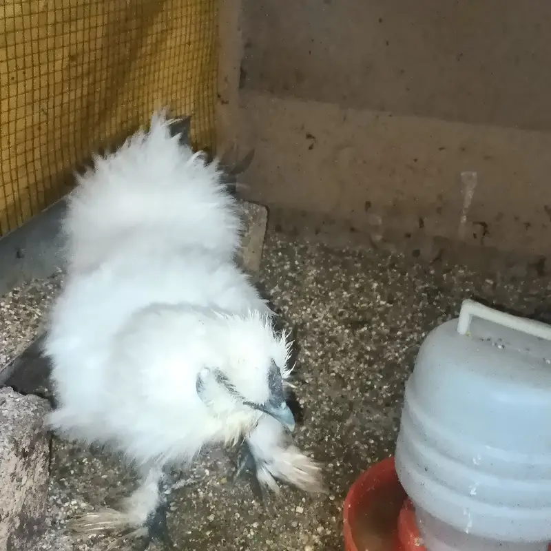 Ready to breed pair trio — photo 6