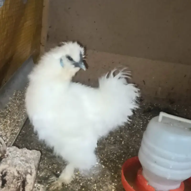 Ready to breed pair trio — photo 7