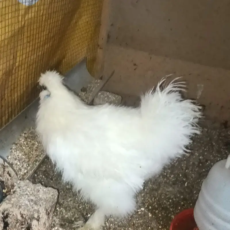 Ready to breed pair trio — photo 8