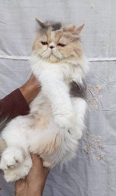 Breader female for sale