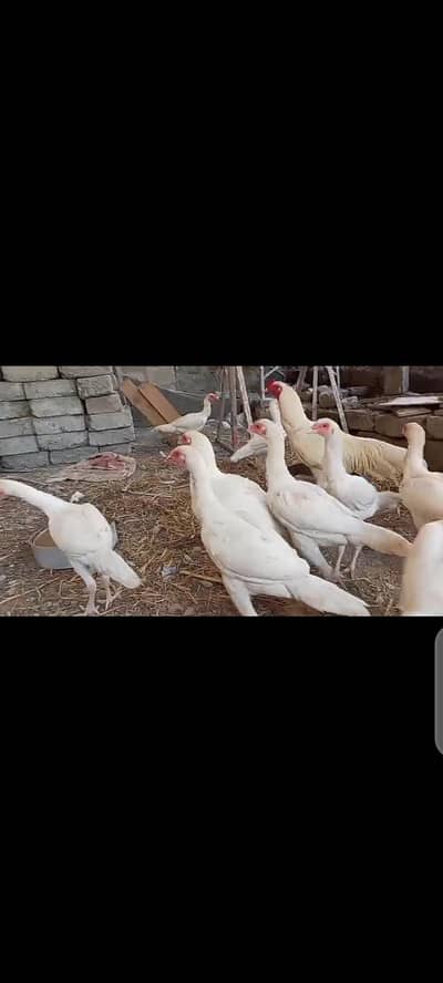 heera paper whitw aseel chiks available