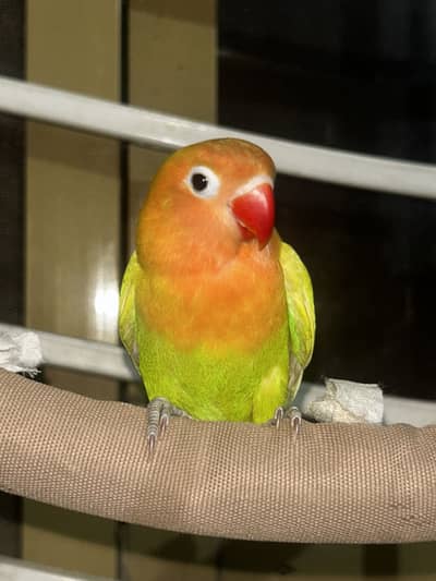 Hand tamed lovebird