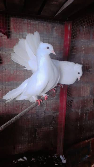 Beautiful fain tail pegion breeder pair for sale