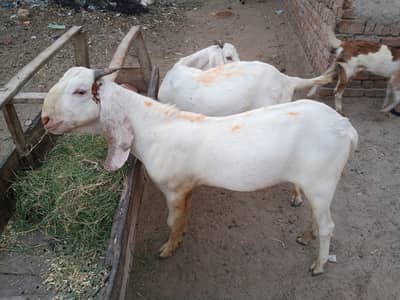 Goats