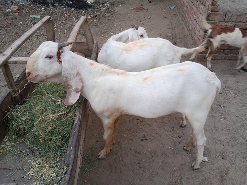 Goats 0