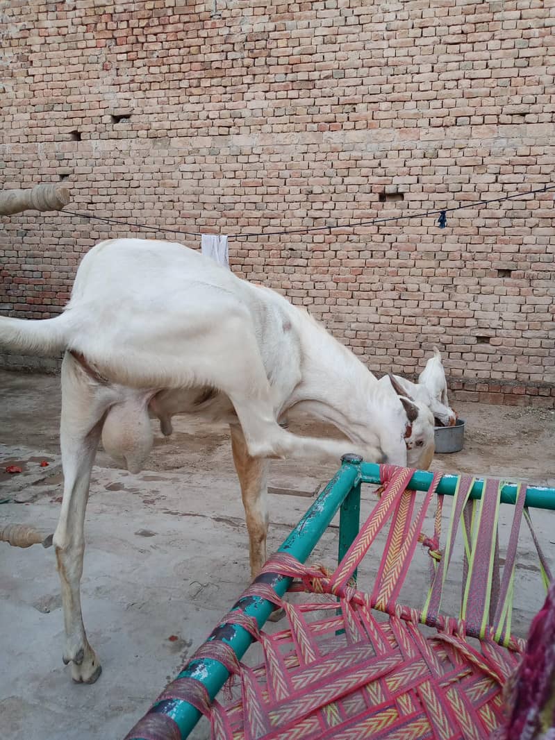 Goats 1