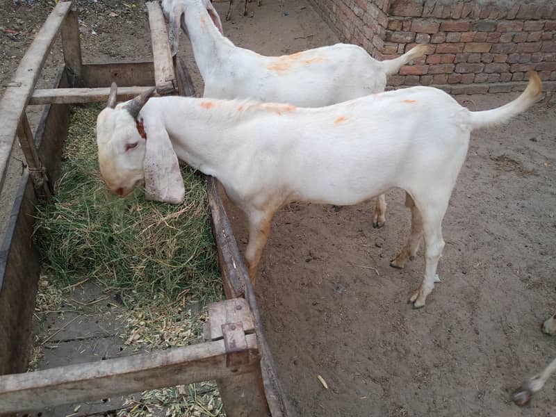 Goats 2