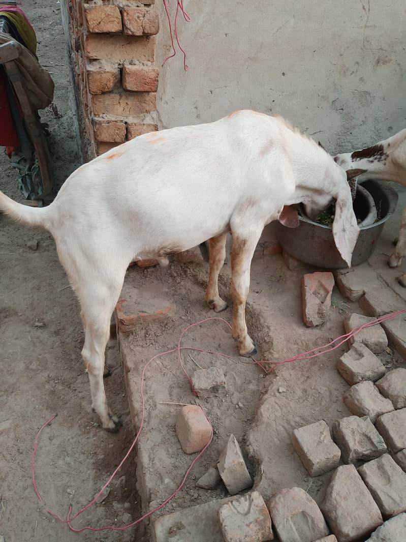 Goats 3