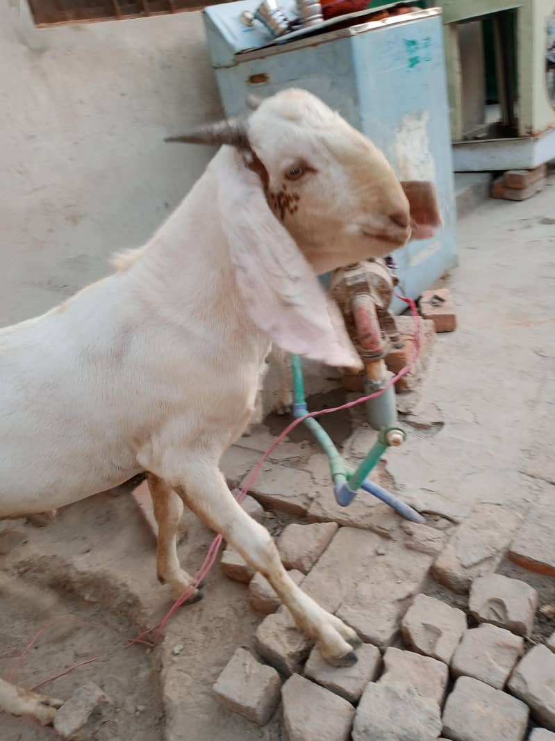Goats 4