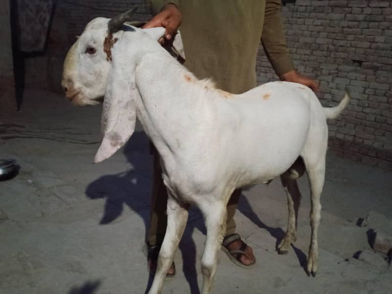 Goats 5