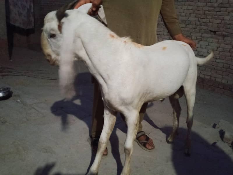 Goats 6