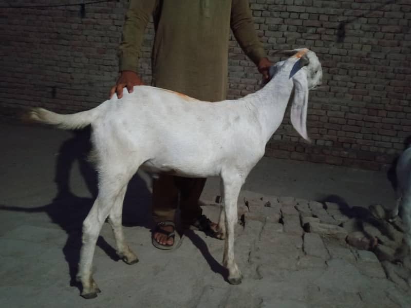 Goats 7