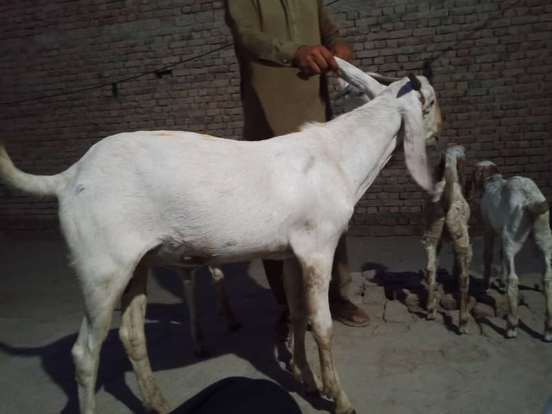 Goats 8
