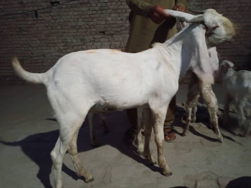 Goats 9