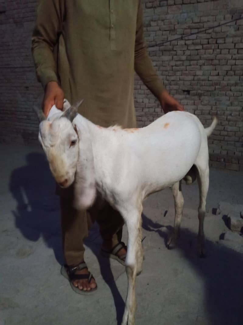 Goats 10