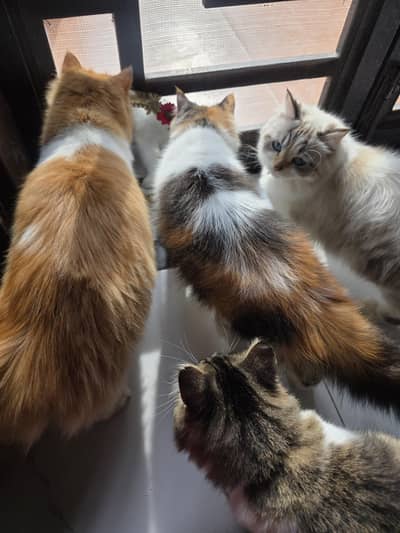 Pure Persian Kittens Available