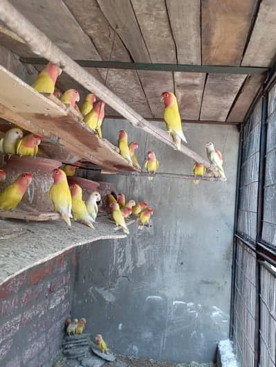 25 common lutino parrots