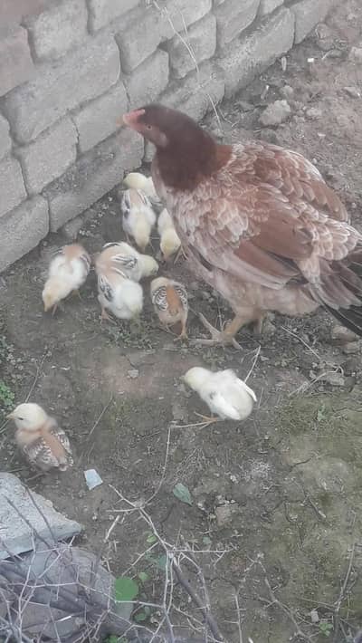 Aseel lakha thai 9 chiks age 24 din for sale