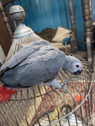 grey parrot self tamed