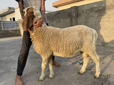 Desi Chatra Homebreed for Qurbani
