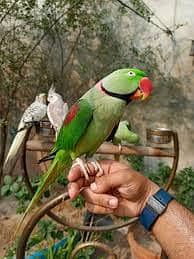 Talking Raw Bird parrot Hand tameed friendly no biting