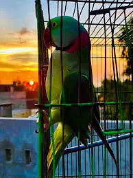 Talking Raw Bird parrot Hand tameed friendly no biting — photo 2