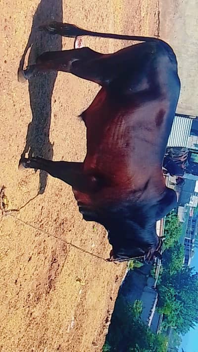 desi black and rdish bull
