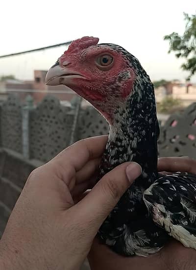 quality aseel pathy pathiyan for sale