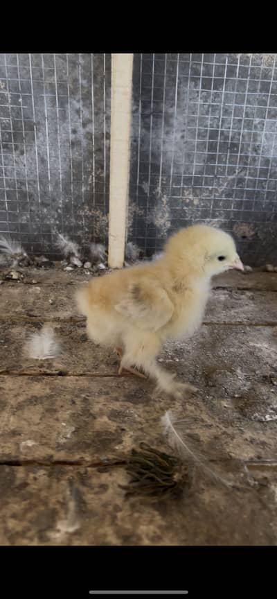 Black&white bantam check for sale