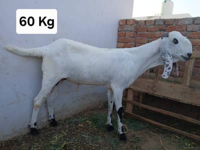 Qurbani Bakra