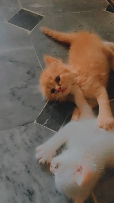 Persian Baby Cats Available